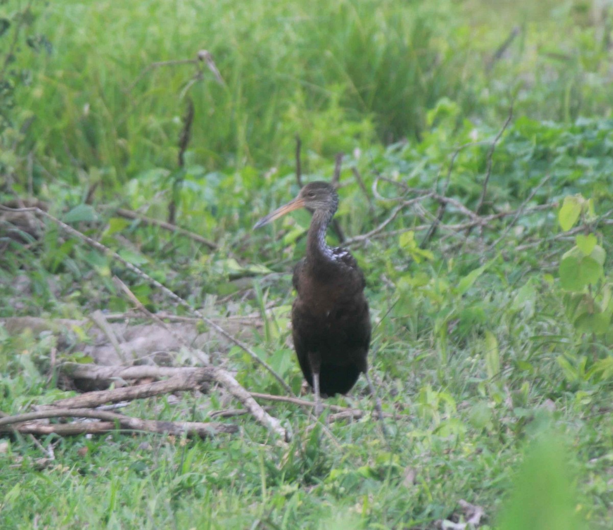 Limpkin - Franziska Riedel