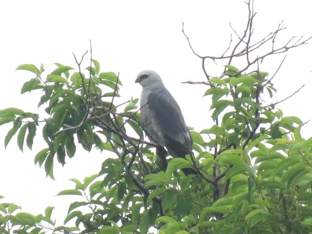 Mississippi Kite - ML30984421