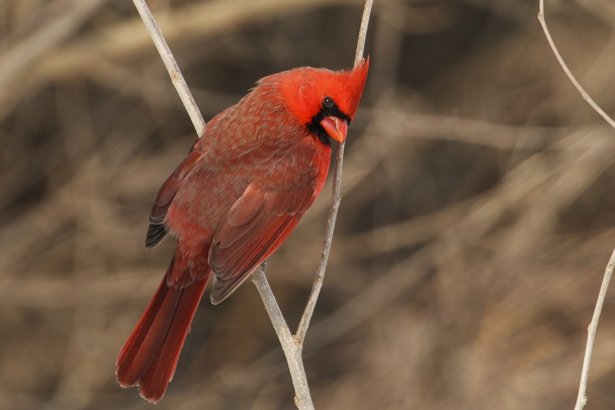 Northern Cardinal - Jefferson Shank