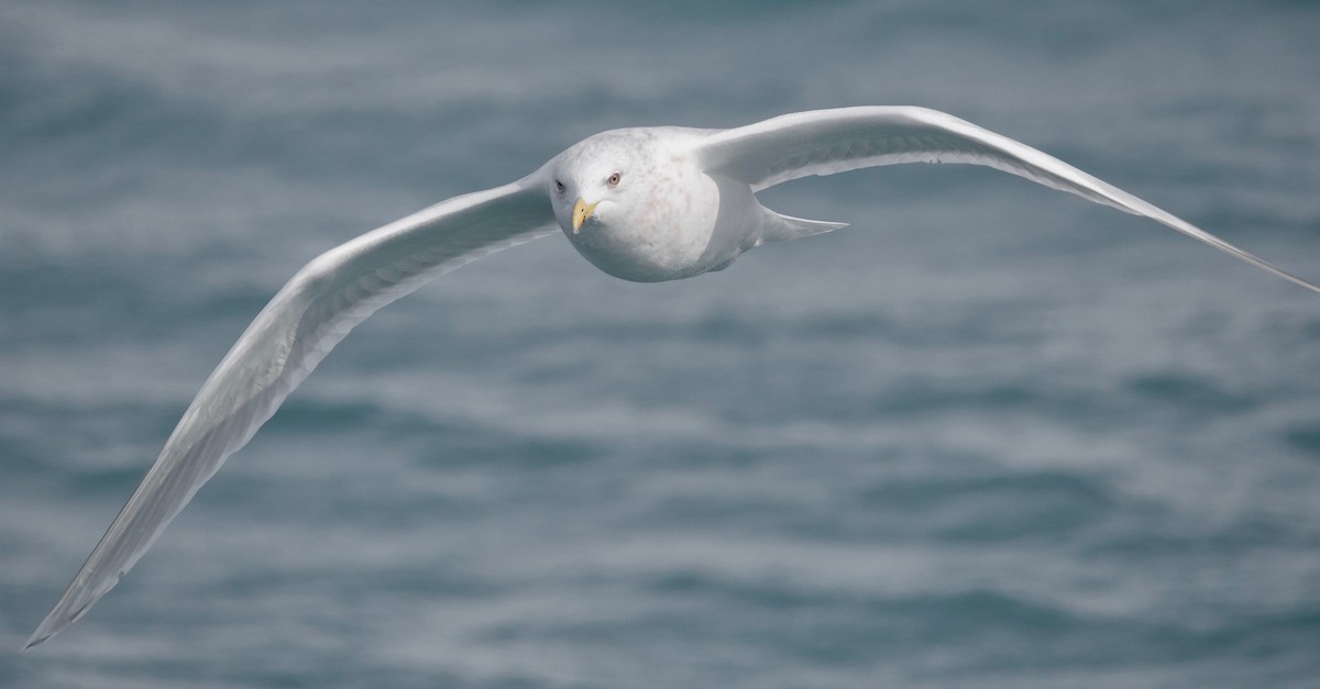 Iceland Gull (kumlieni) - Gautam Apte