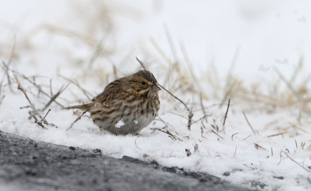 Savannah Sparrow (Savannah) - ML309845811