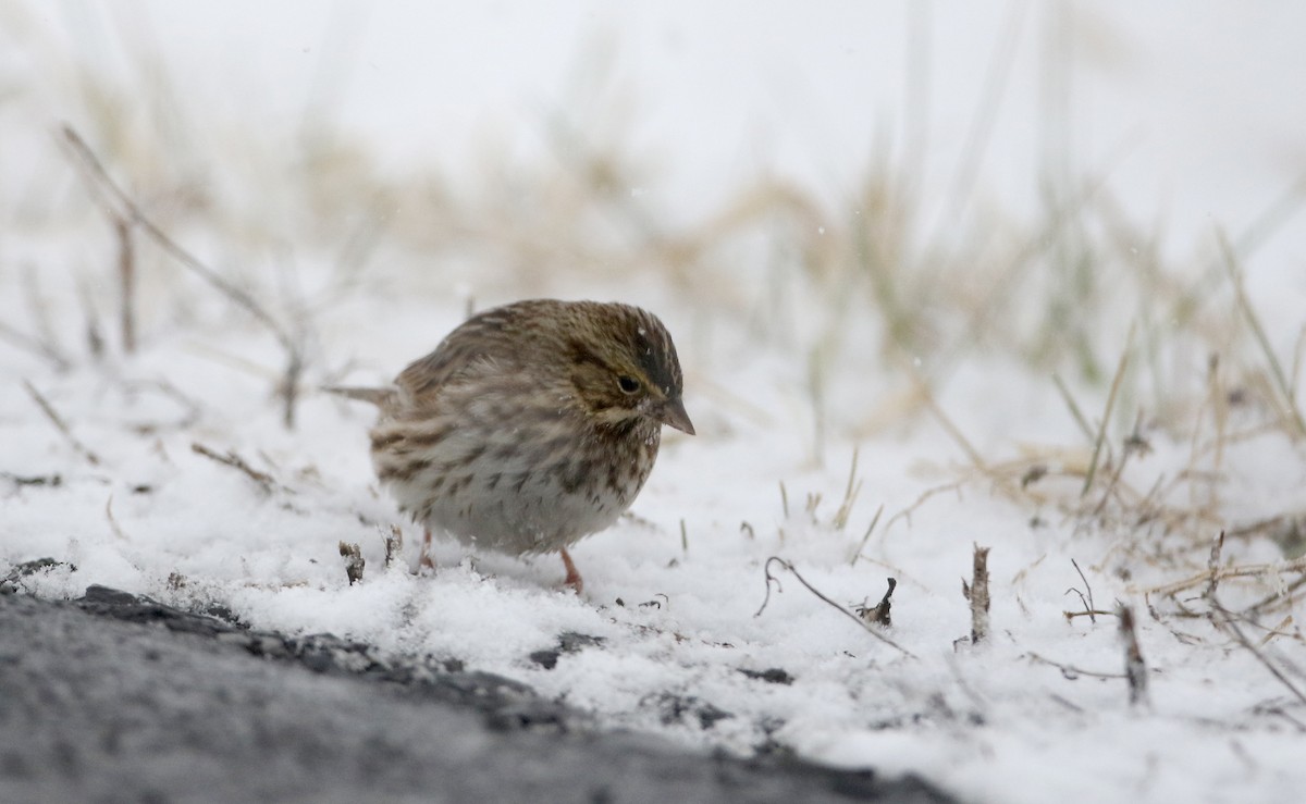 Savannah Sparrow (Savannah) - Jay McGowan