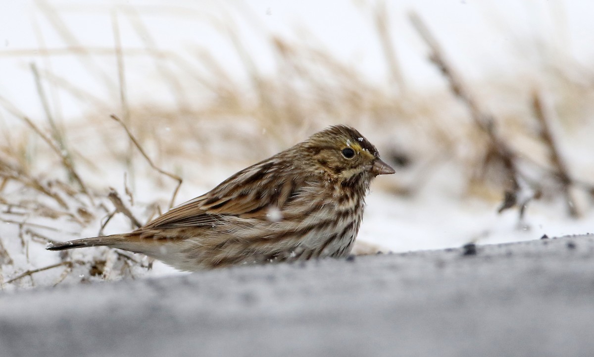 Savannah Sparrow (Savannah) - ML309845881