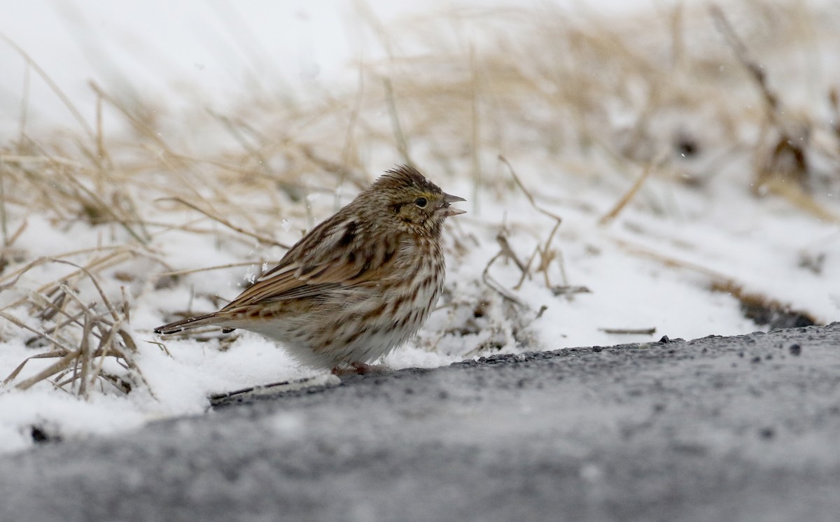 Savannah Sparrow (Savannah) - ML309845921