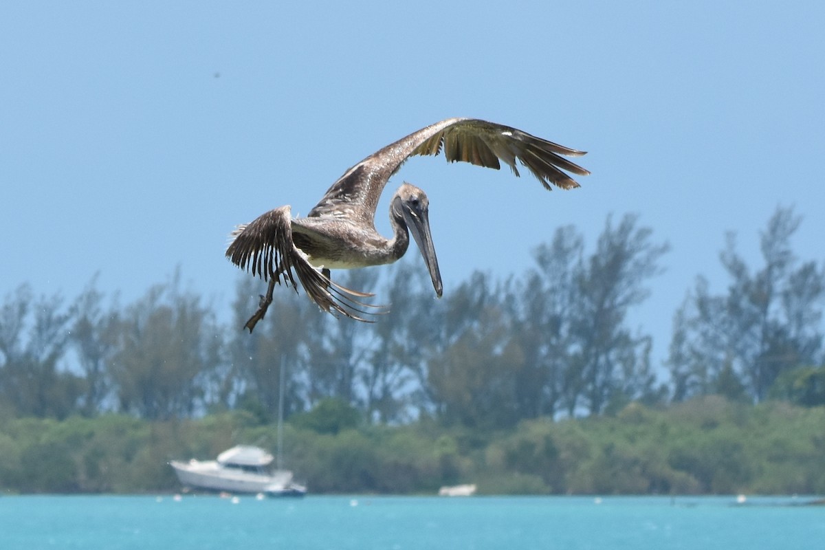 Brown Pelican - ML30984601