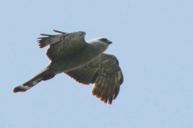 Mississippi Kite - ML30984611