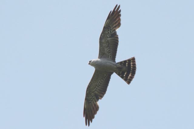 Mississippi Kite - ML30984631