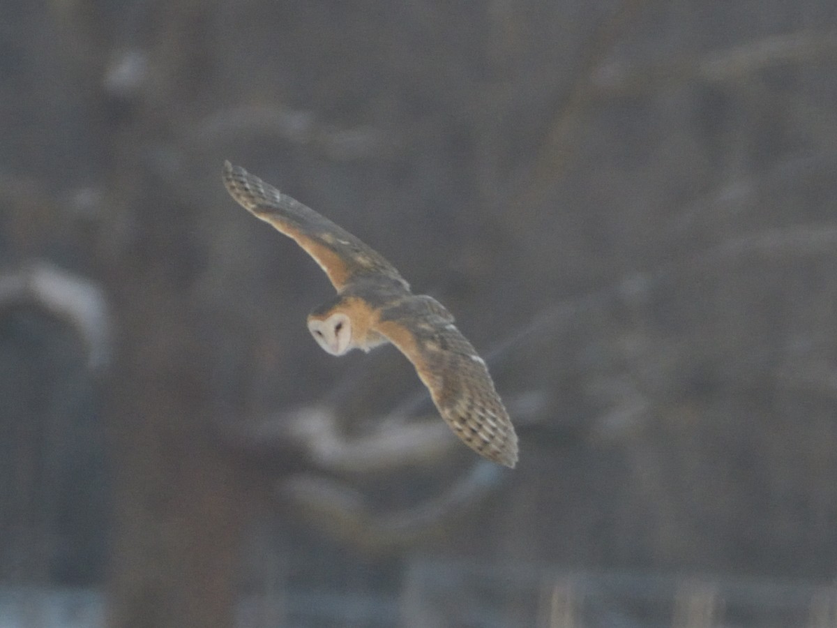 Barn Owl - ML309847881