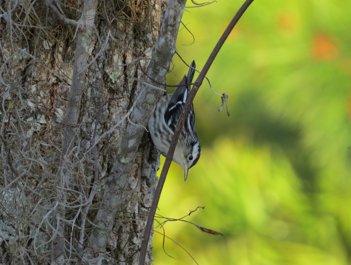 Black-and-white Warbler - ML309848301