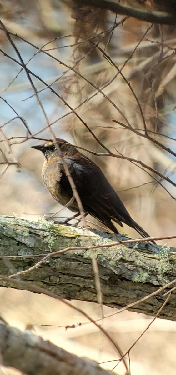 Rusty Blackbird - ML309848501