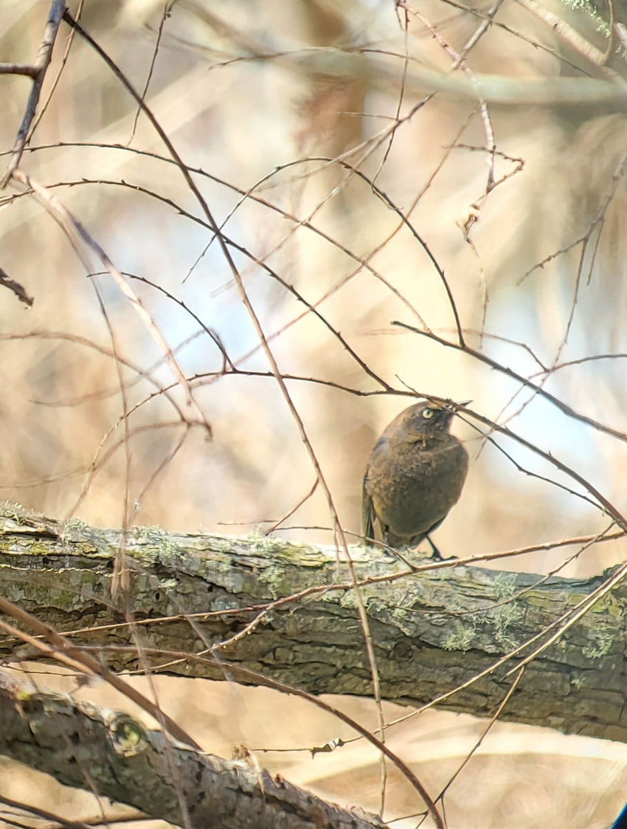 Rusty Blackbird - ML309848521