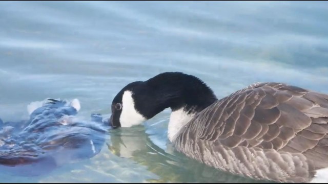 Canada Goose - ML309848811