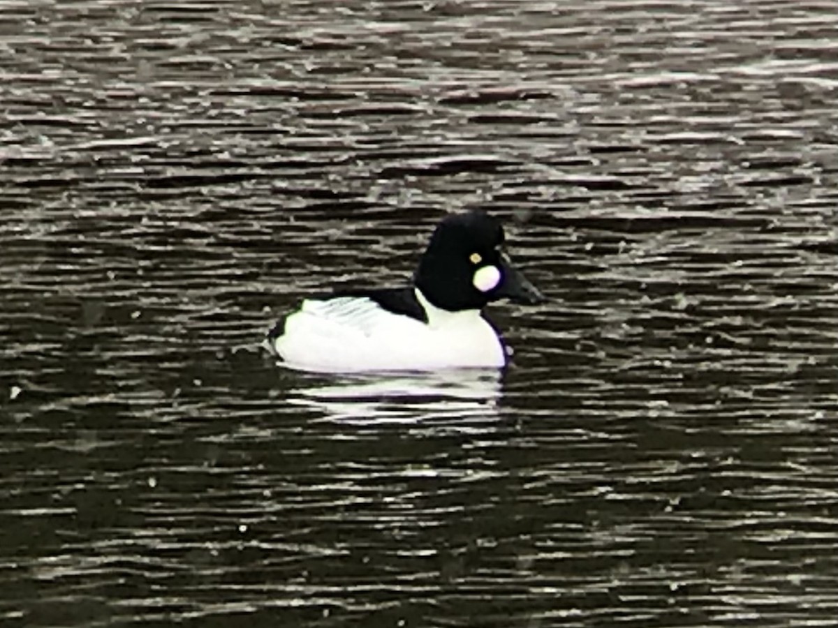 鵲鴨 - ML309849711