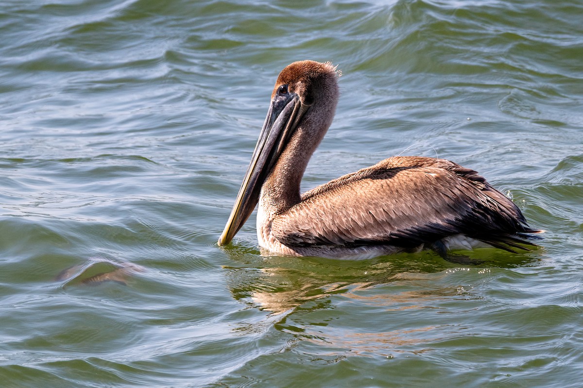 Brown Pelican - Nina Ehmer