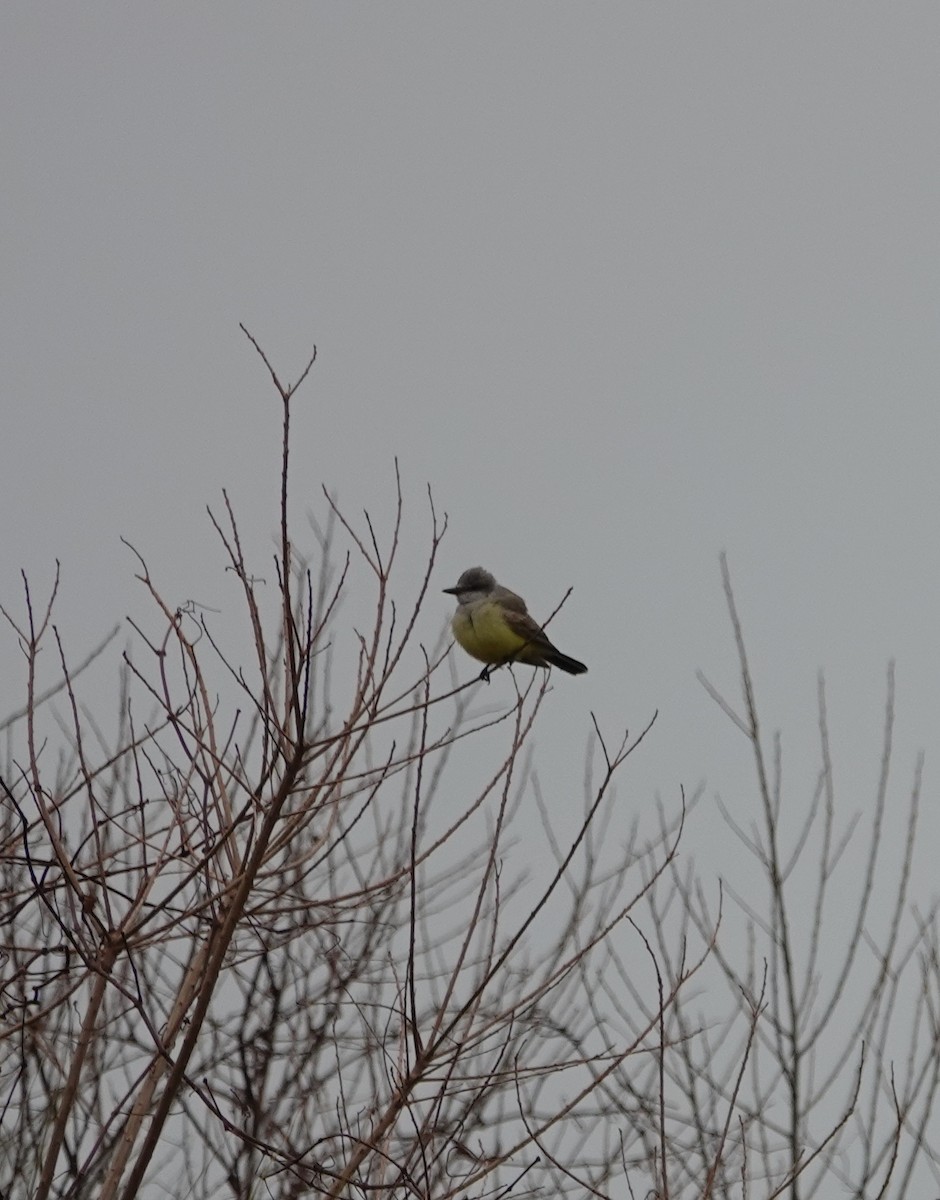 Western Kingbird - ML309849771