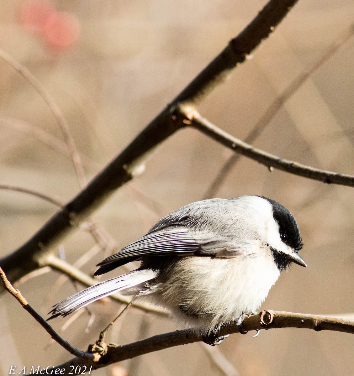 Carolina Chickadee - ML309850941