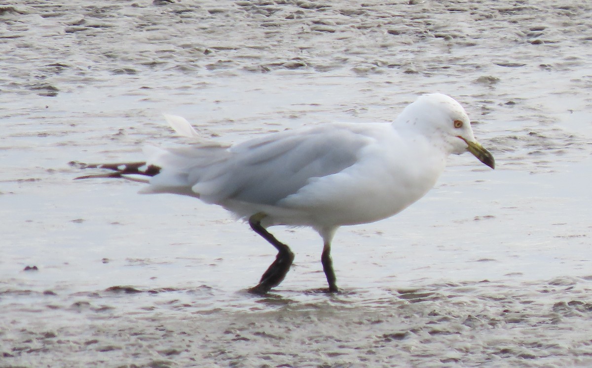 Ring-billed Gull - ML309851321