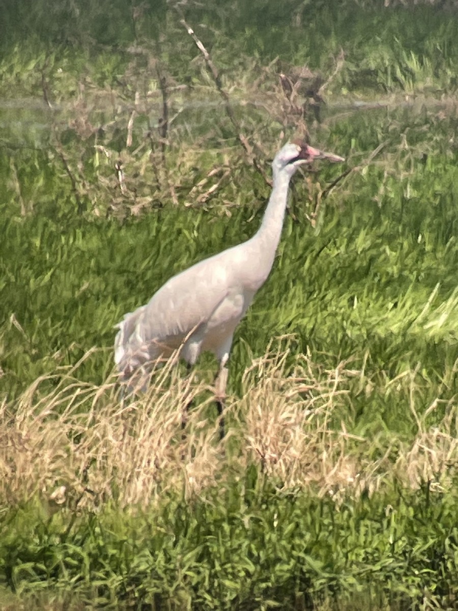 Whooping Crane - ML309853331