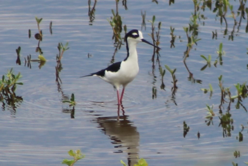 Black-necked Stilt - ML309854121