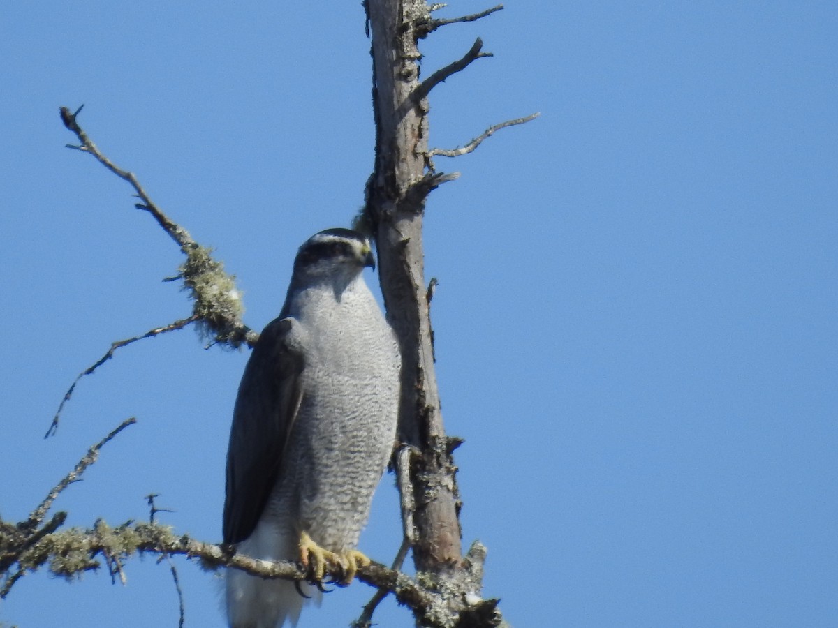 American Goshawk - ML309855521