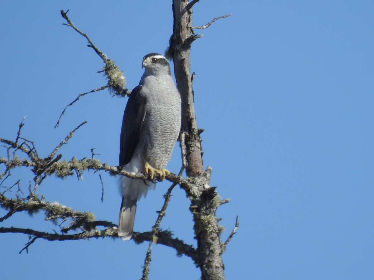 American Goshawk - ML309855591