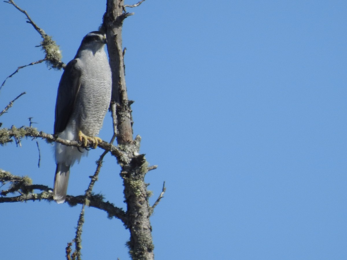 American Goshawk - ML309855611