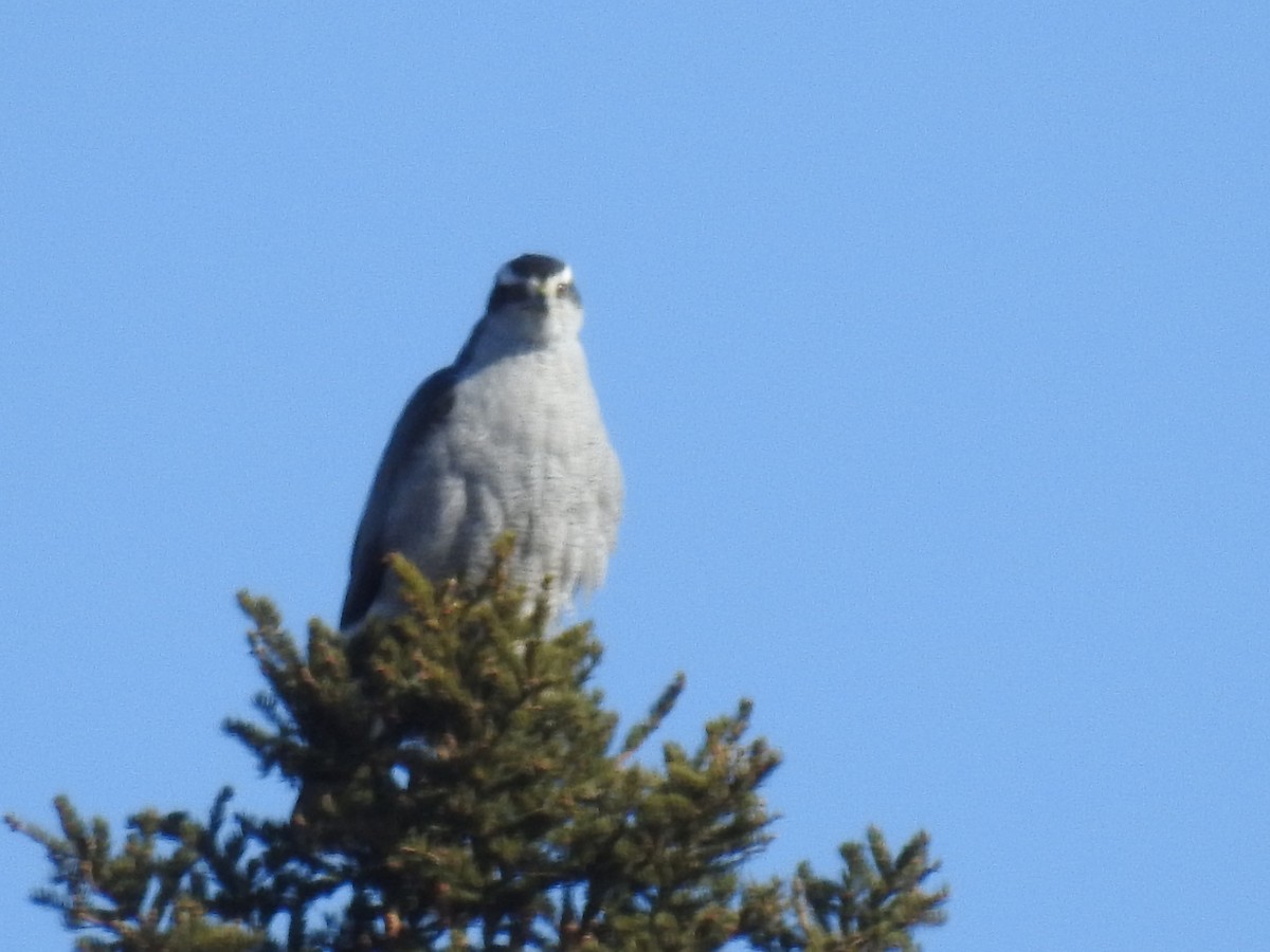 American Goshawk - ML309855791