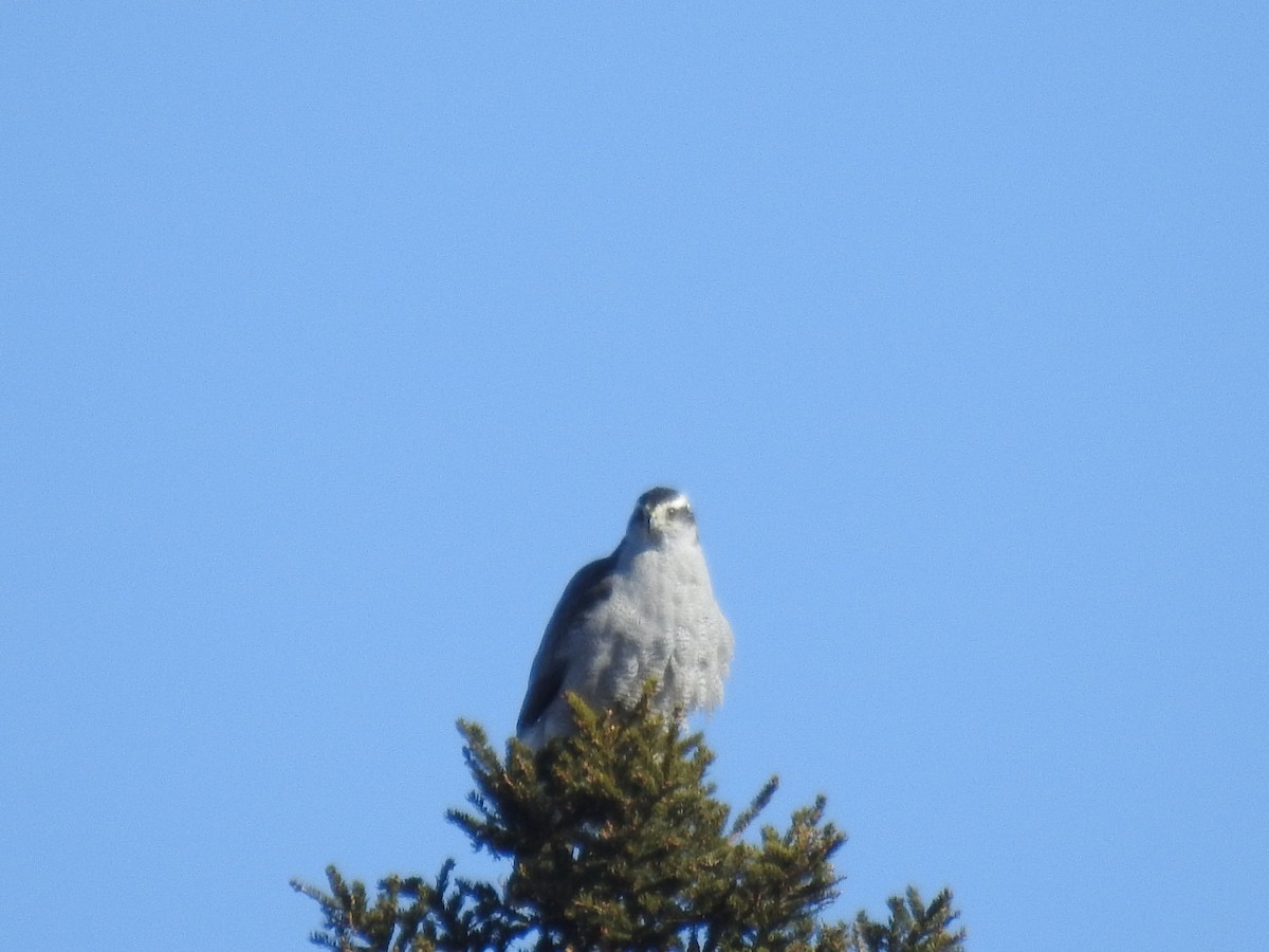 American Goshawk - ML309855811