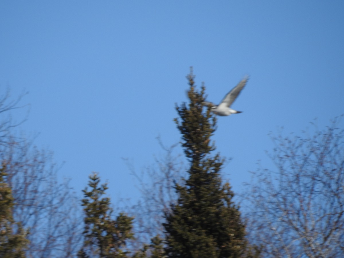 American Goshawk - ML309855891