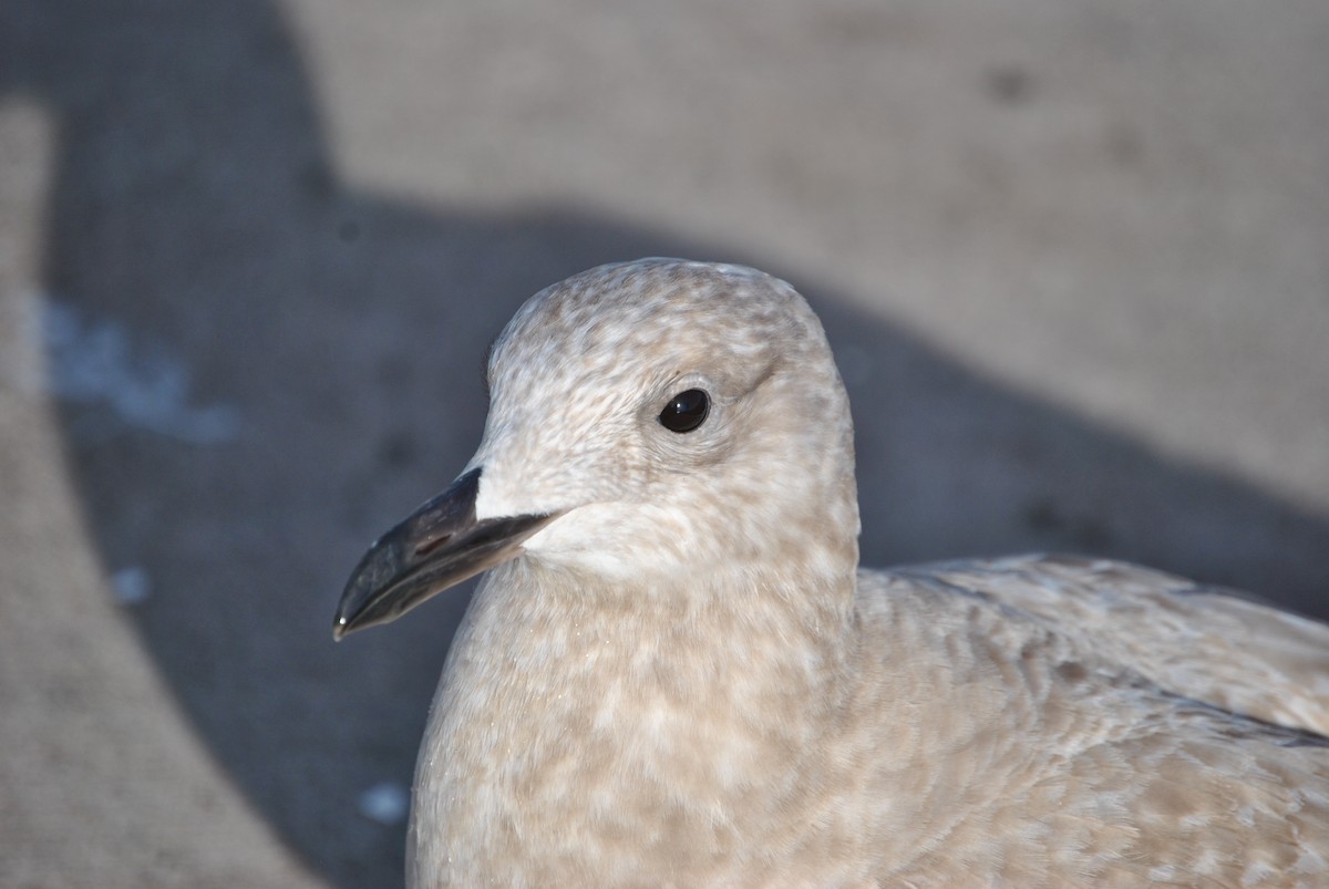 Glaucous-winged Gull - Ronan Northrup