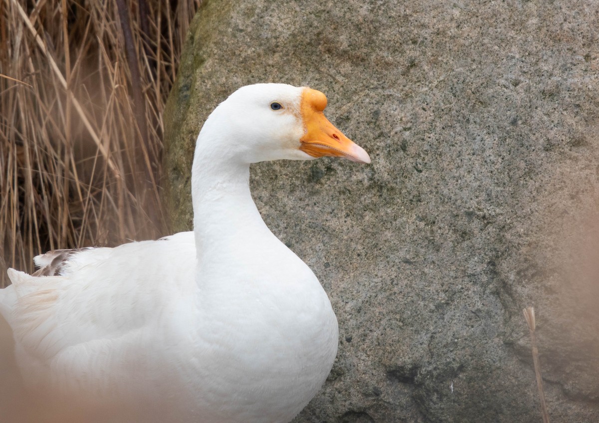Swan Goose (Domestic type) - ML309858701