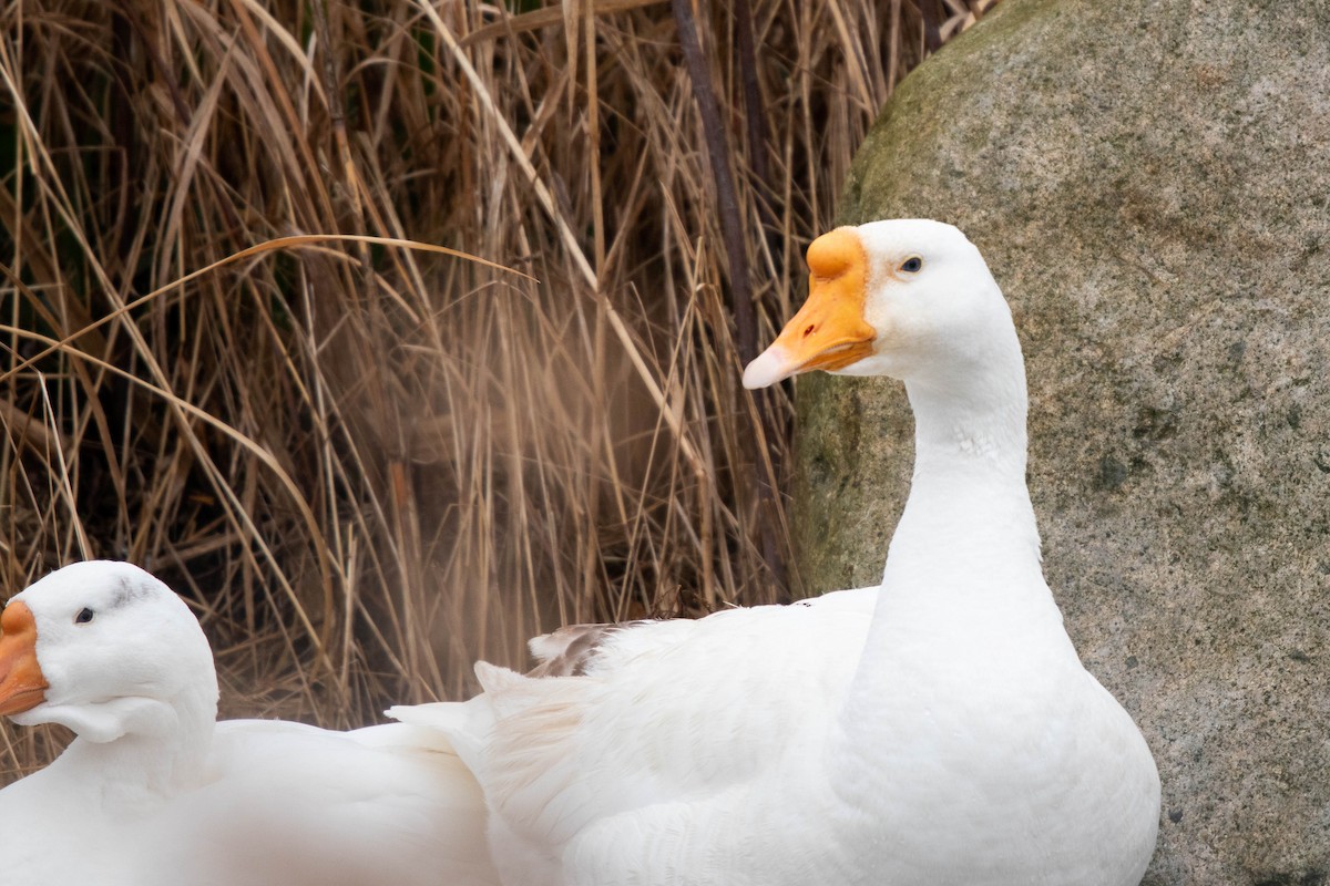 Swan Goose (Domestic type) - ML309858741