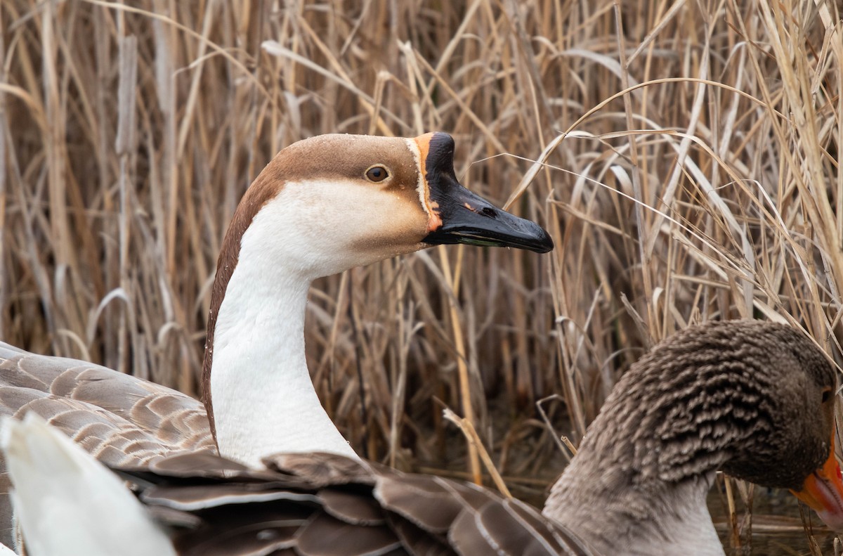 Swan Goose (Domestic type) - ML309858861