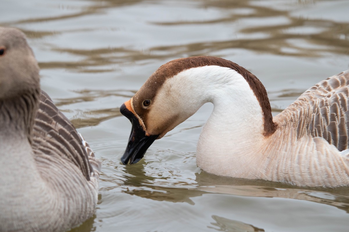 Swan Goose (Domestic type) - ML309859001