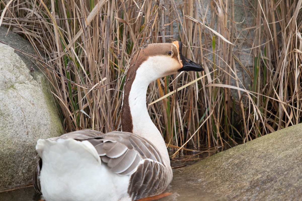 Swan Goose (Domestic type) - ML309859051