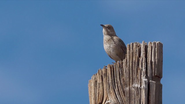 Bendire's Thrasher - ML309859591