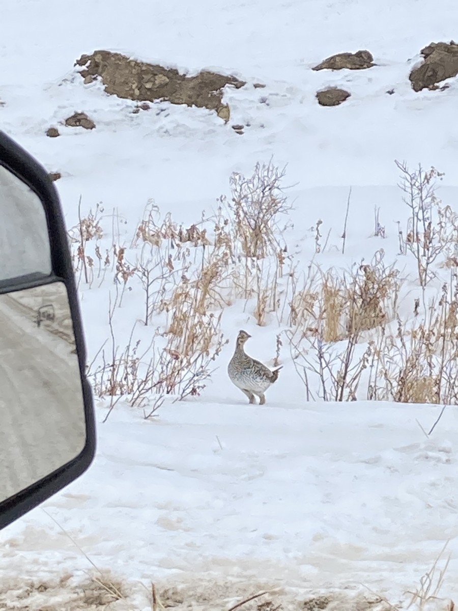 Sharp-tailed Grouse - ML309863031