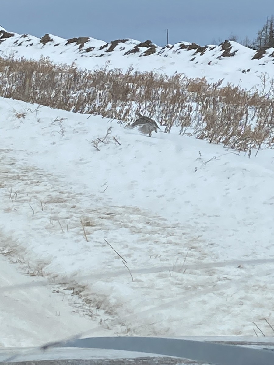 Sharp-tailed Grouse - ML309863061