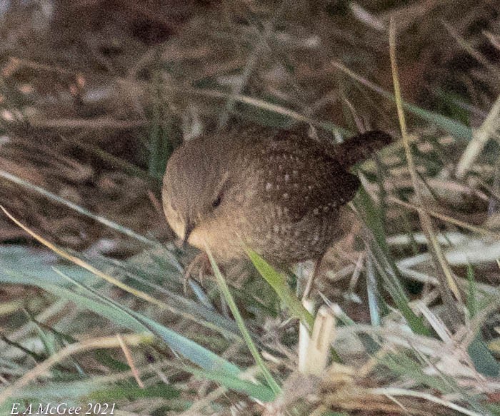 Winter Wren - ML309867191