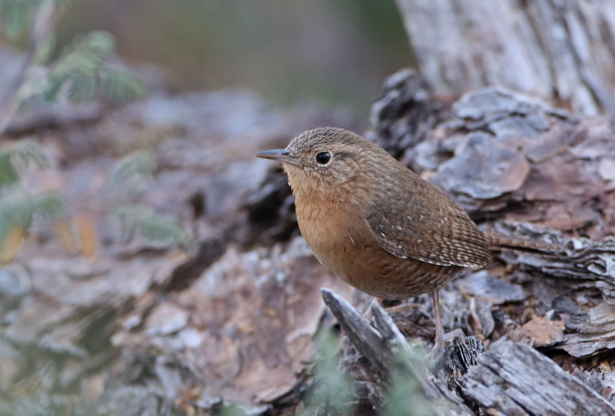 Troglodyte familier (groupe brunneicollis) - ML309867701