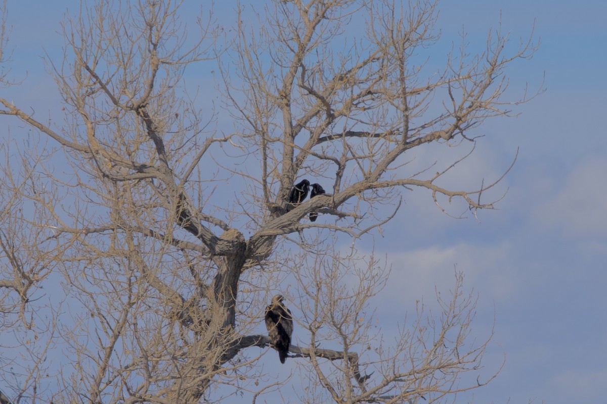 Common Raven - ML309867901