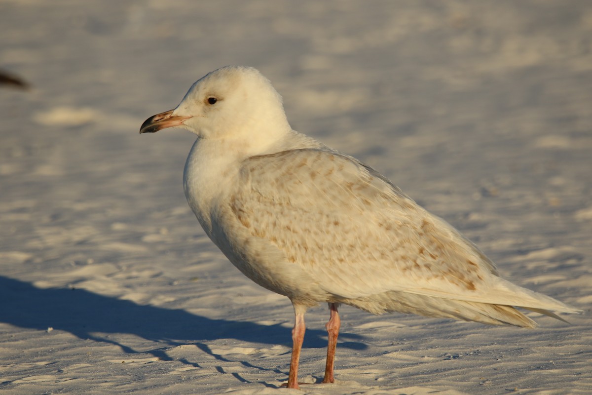 Glaucous Gull - John Groskopf