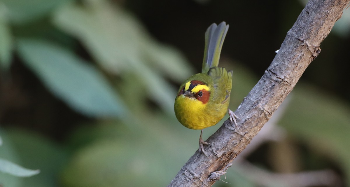 Golden-browed Warbler - ML309869571