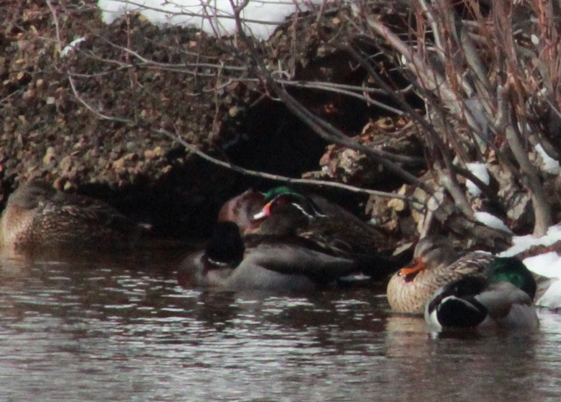 Wood Duck - ML309869751