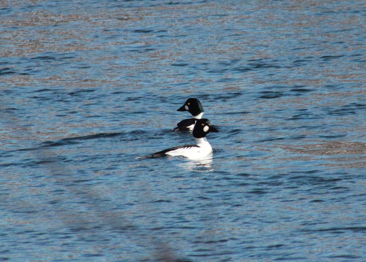 Common Goldeneye - ML309869791