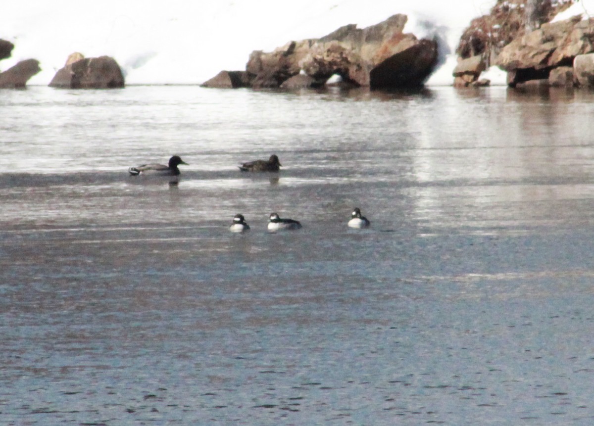 Bufflehead - ML309870161