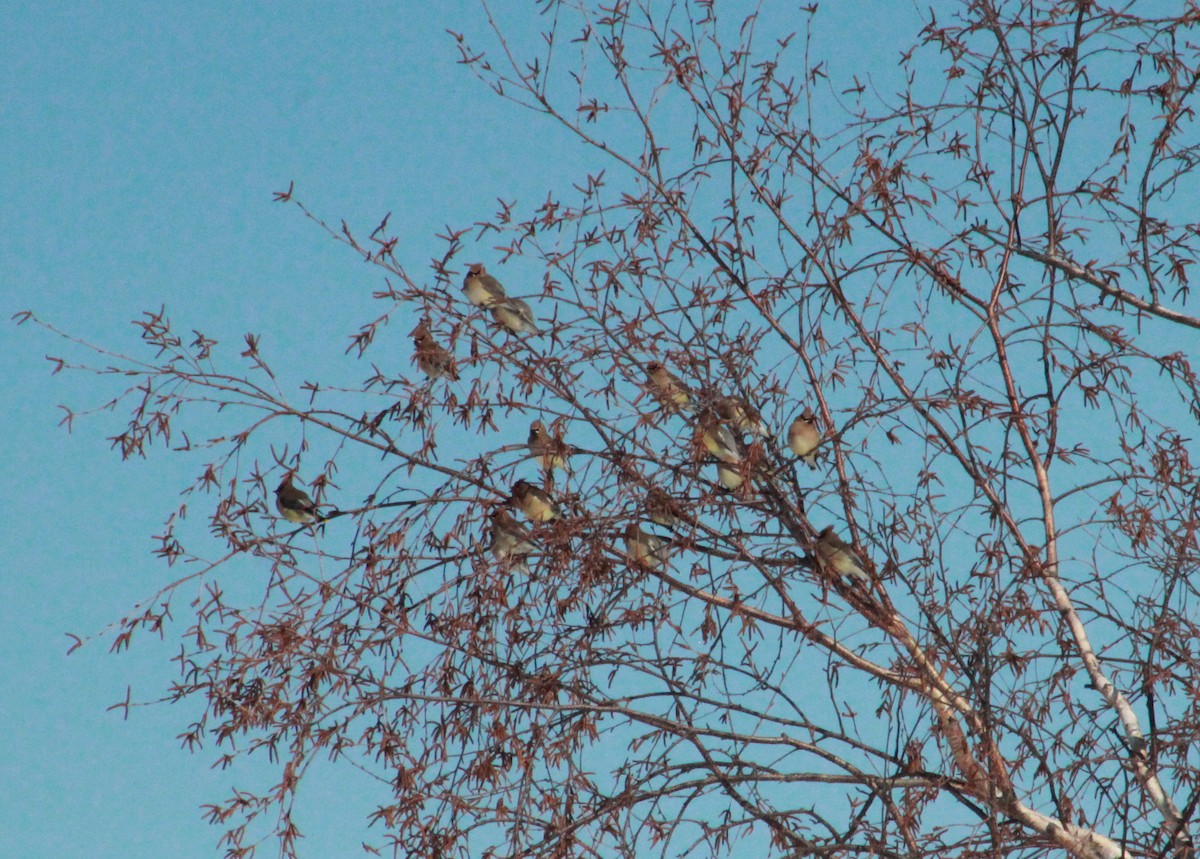 Cedar Waxwing - ML309870281