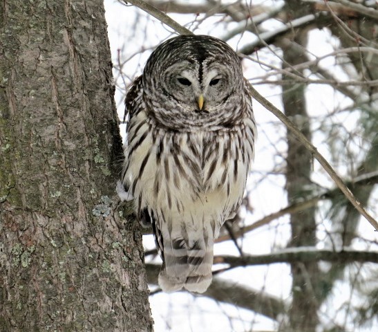 Barred Owl - pamela hoyland