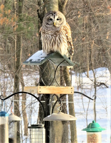 Barred Owl - pamela hoyland