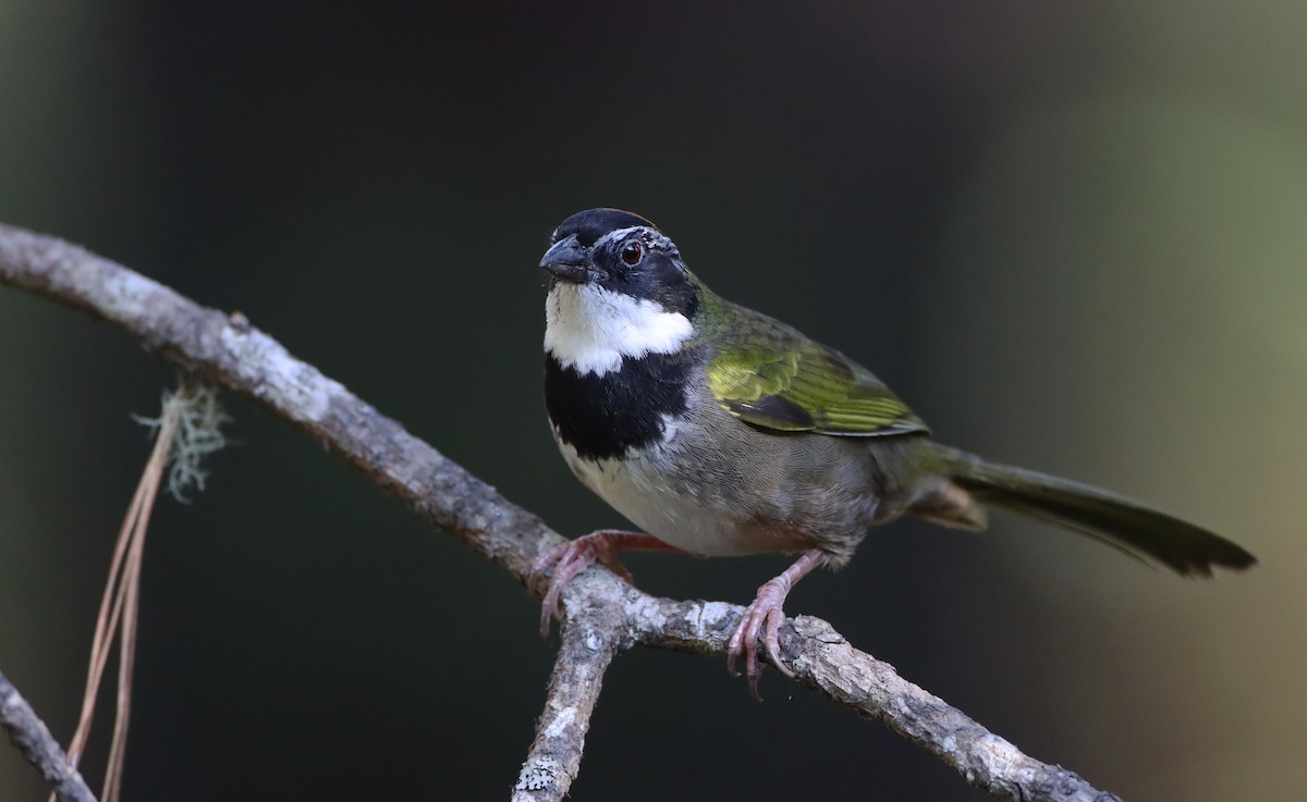 Collared Towhee - Luke Seitz